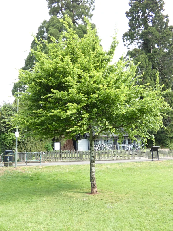 Hornbeam 2021